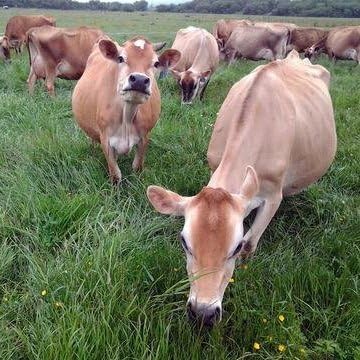 Raw Grass Fed Whey Protein Powder, Happy Healthy Cows, Undenatured, GMO-Free, Hormone Free, Gluten Free, Unflavored, Unsweetened, 5LB