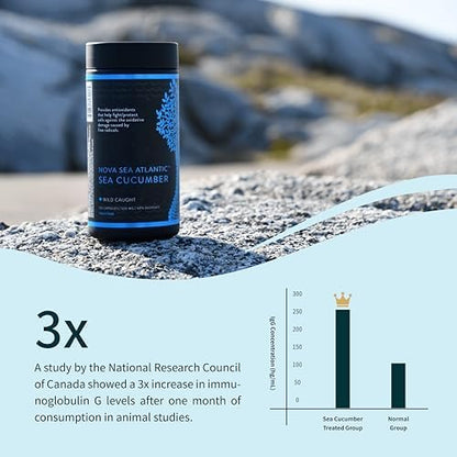 Sea Cucumber Supplement, Wild Caught Sea Cucumber Capsules with Fucosylated Chondroitin Vitamins Mineral — Natural Antioxidant Supplement for Elderly Adult Child (Pack of 12)