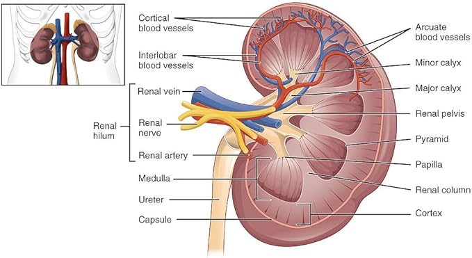 Kidney Cleanse & Kidney Supplement - Cranberry Supplement - Kidney Support Supplement - 60 Capsules