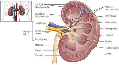 Kidney Cleanse & Kidney Supplement - Cranberry Supplement - Kidney Support Supplement - 60 Capsules