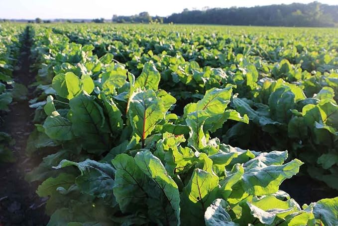 Standard Process Albaplex - Immune Support, Kidney Support, and Liver Support with Vitamin A, Vitamin C, Niacin, Vitamin B6, Oat Flour, Spanish Moss - 90 Capsules