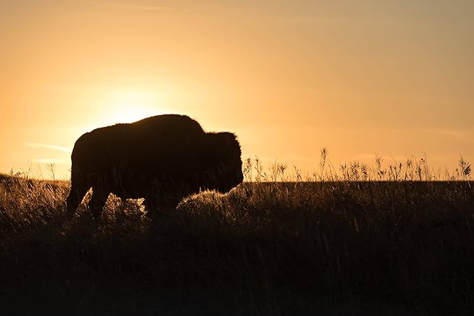 BioElectric Potential 100% Grass-Fed Freeze-Dried Bison Organ Supplement- Single Source Traceable, Wild-Type Native Alternative to Beef, The Original Multi-Vitamin, Mineral, and Peptide Source