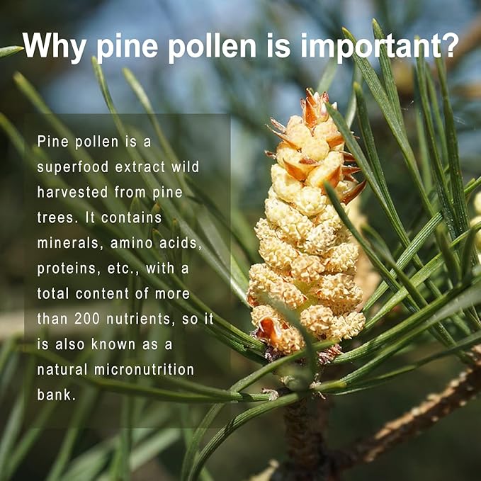 Pine Pollen Supplement wtih Ginger Root and Vitamin C, 99% Cracked Cell Wall,120 Veggie Capsules，Focus＆Immune Improve