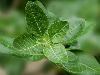 Momentous Ashwagandha Supplement - 300mg NooGandha Ashwagandha Extract - Cognitive Performance, Alertness & Focus Support - NSF Certified, Vegan, GMO-Free, Gluten Free, 60 Servings