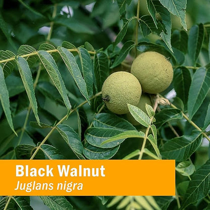 Herb Pharm Black Walnut Liquid Extract for Cleansing and Detoxifying - 4 Ounce