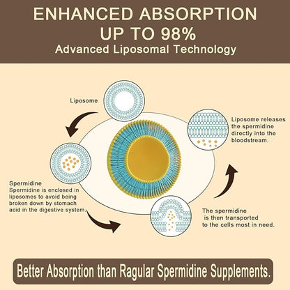 Spermidine Supplement 15 MG - 99% Purity, High Absorption, 1500 mg Fermented Wheat Germ Extract with Zinc & Thiamin, Spermidine for Men & Women - Cellular Renewal, Aging Defense, Energy, 120 Softgels