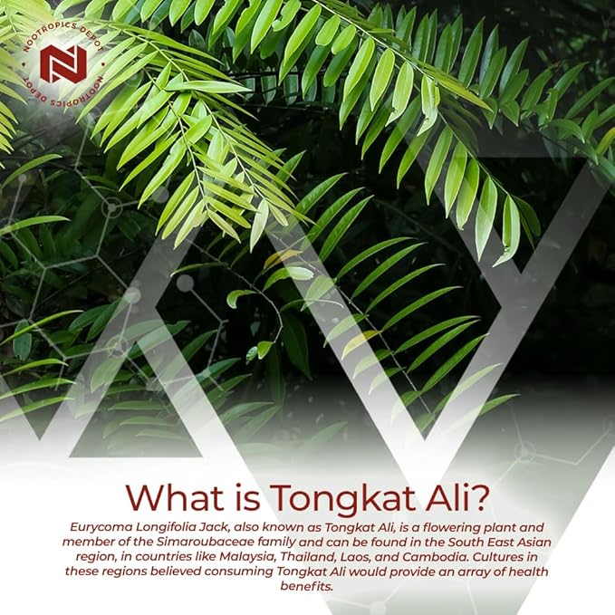 Nootropics Depot Tongkat Ali Extract Capsules | 100mg | 120 Count | 10% Eurycomanone by HPTLC | Eurycoma longifolia Root Extract