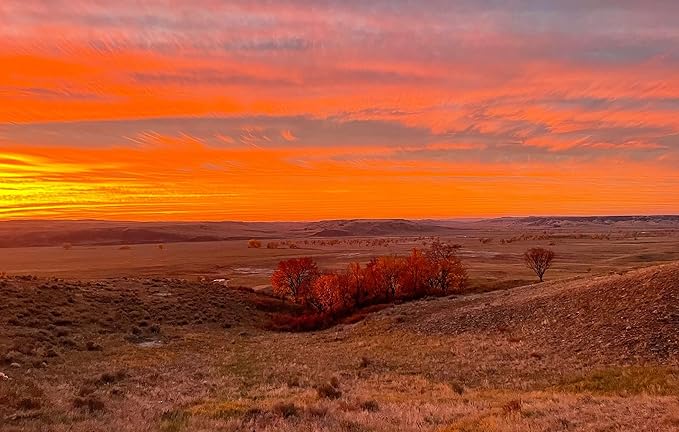 BioElectric Potential 100% Grass-Fed Freeze-Dried Bison Organ Supplement- Single Source Traceable, Wild-Type Native Alternative to Beef, The Original Multi-Vitamin, Mineral, and Peptide Source