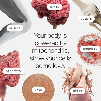 Timeline Mitopure Urolithin A - Clinically Proven Supplement for Healthy Aging and Cellular Renewal - Anti-Aging Mitoceutical for Muscle Strength, Endurance and Longevity - 60 Softgels