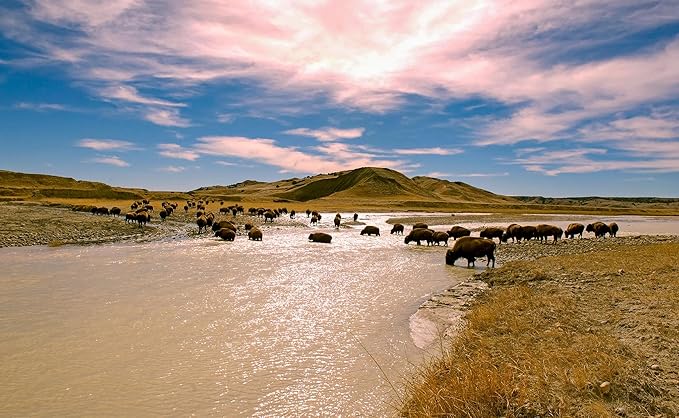 BioElectric Potential 100% Grass-Fed Freeze-Dried Bison Organ Supplement- Single Source Traceable, Wild-Type Native Alternative to Beef, The Original Multi-Vitamin, Mineral, and Peptide Source