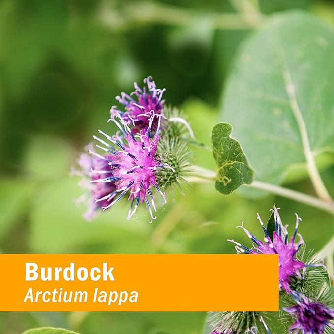 Herb Pharm Burdock Blend Liquid Extract to Support Cleansing & Detoxifying - 4 Ounce