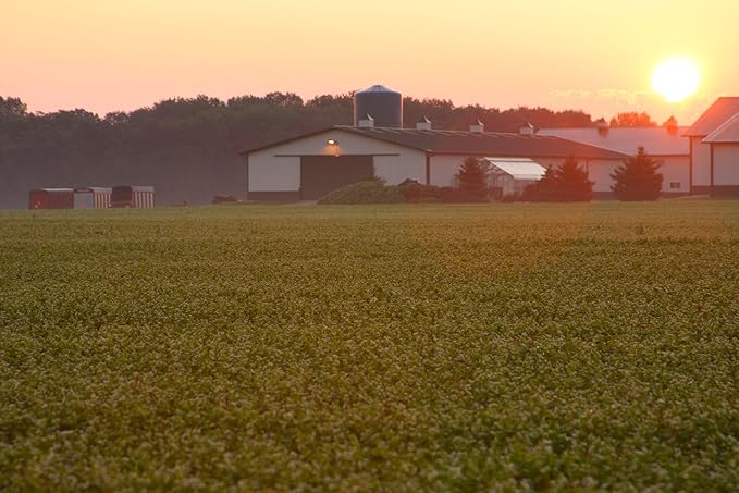 Standard Process Catalyn Chewable - Foundational Support for General Wellbeing with Vitamin D, Vitamin C, Vitamin A, Thiamine, Riboflavin, Vitamin B6, Magnesium Citrate, and More - 90 Tablets