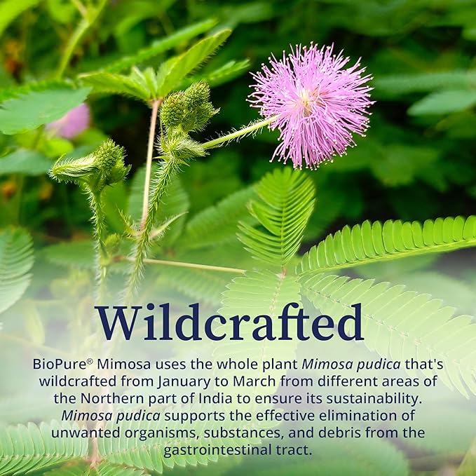 BioPure Mimosa – Wildcrafted Organic Mimosa Pudica Powder to Eliminate Unwanted Organisms, Toxins, & Debris from Gastrointestinal Tract for Gut Health & Balanced Flora Proliferation & Microbiome – 4oz