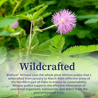 BioPure Mimosa – Wildcrafted Organic Mimosa Pudica Powder to Eliminate Unwanted Organisms, Toxins, & Debris from Gastrointestinal Tract for Gut Health & Balanced Flora Proliferation & Microbiome – 4oz