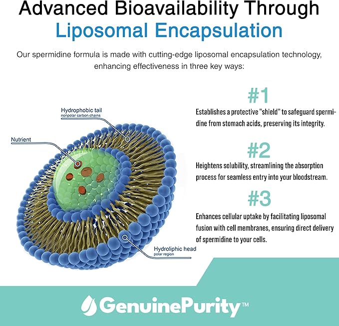 Liposomal Spermidine 8mg | Spermidine-Rich Wheat Germ Extract | for Women & Men to Promote Cellular Renewal for Healthy Aging | Gluten Free, Vegan, USA Made, Non-GMO | 60 Capsules