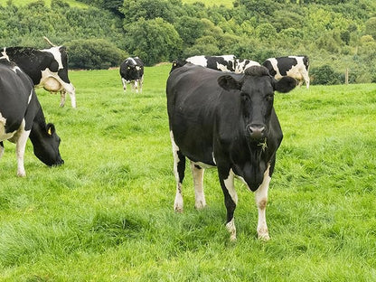 Momentous Essential Grass-Fed Whey Protein Powder - 20g Whey Isolate Protein - NSF Certified, Gluten-Free, 24 Servings for Essential Everyday Use, Vanilla (Package May Vary)