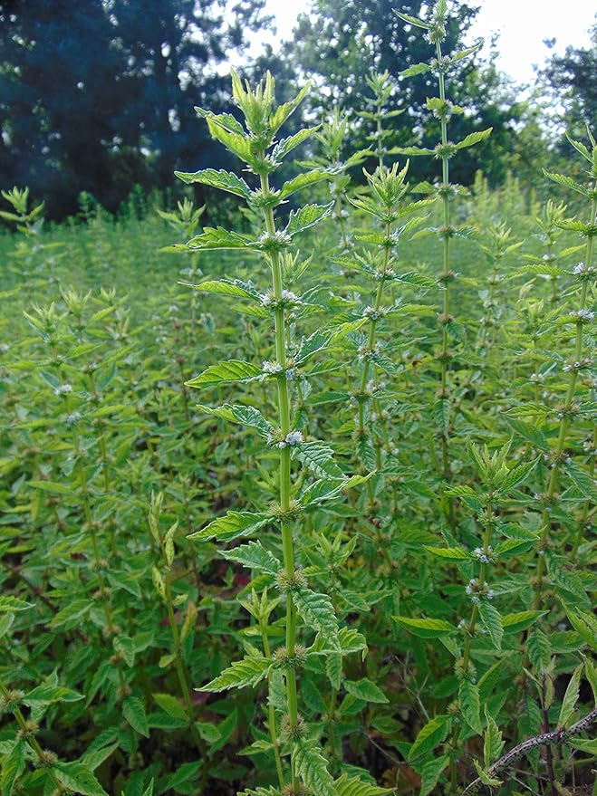 Gypsywort (Bugleweed) Extract 50 ml (1.7 fl oz.) Glas Bottle, Innovations, Dropper Included+ Atomizer Free